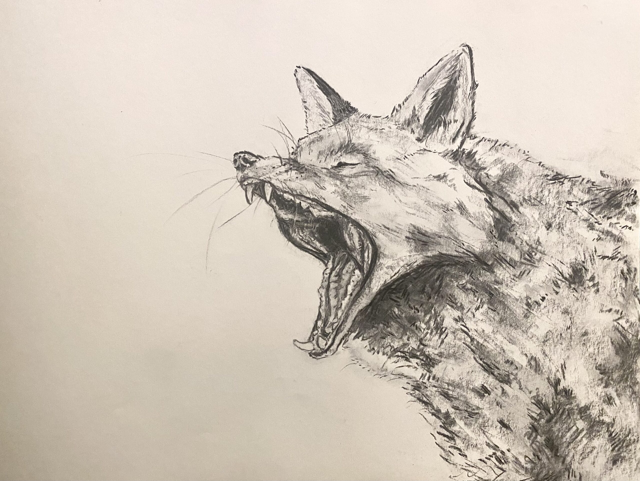 fox